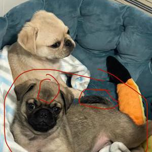 Lost Dog Milo Luna Ruiz
