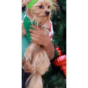 Image of Louie, Lost Dog