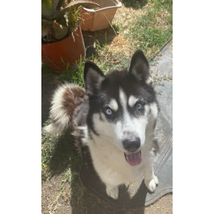 Lost Dog Angel