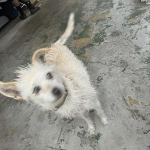 Lost Dog Whitey