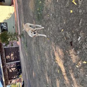 Lost Dog Max
