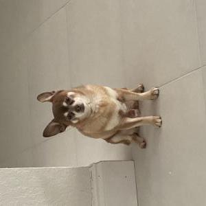 Image of Booth, Lost Dog