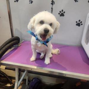 Image of Zeus(in Spanish), Lost Dog
