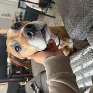 Lost Dog Peppers
