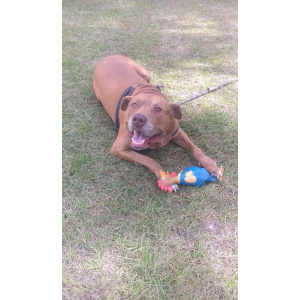 Lost Dog Poocho