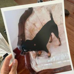 Lost Dog Boo Boo