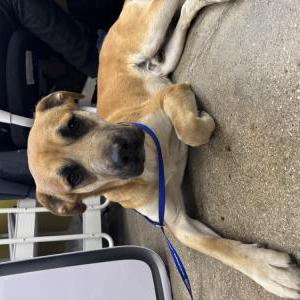 Found Dog Unknown