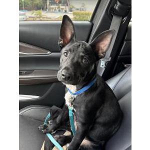 Found Dog Unknown
