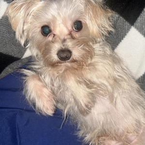 Lost Dog Casper