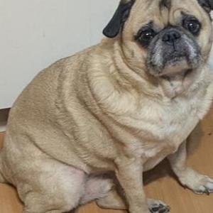 Image of Mogar, Lost Dog