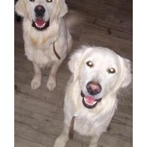Image of Goose&Maverick2dogs, Lost Dog