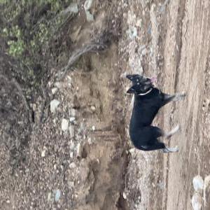 Found Dog Unknown