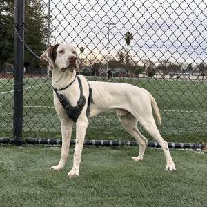 Lost Dog Chunk