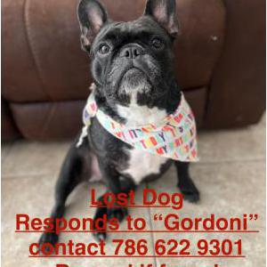 Lost Dog Gordoni