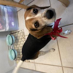 Lost Dog Mylo