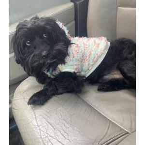 Image of Lucky, Lost Dog