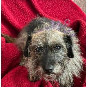 Lost Dog Inky