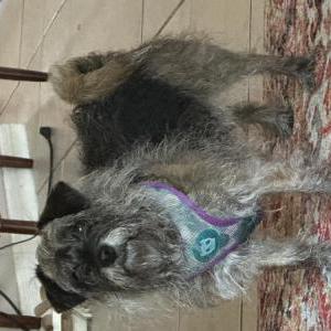 2nd Image of Inky, Lost Dog