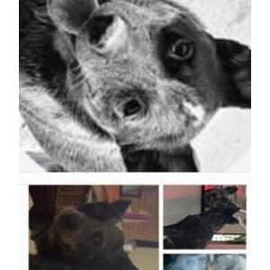 Image of Jemma, Lost Dog