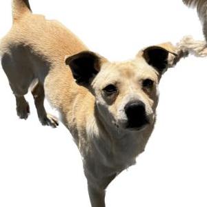 Image of Rocky, Lost Dog