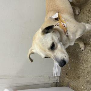 2nd Image of Rocky, Lost Dog