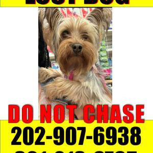 Image of zoey, Lost Dog