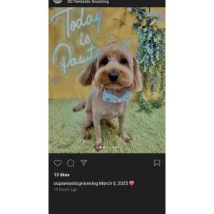 Image of Mookie, Lost Dog