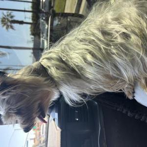Image of Tobi, Lost Dog