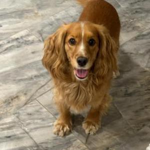 Image of Louie, Lost Dog