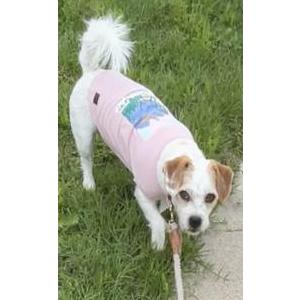 Lost Dog Butters