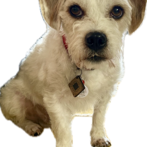 Lost Dog Butters