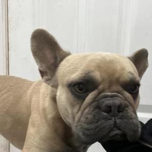 Lost Dog Rocky
