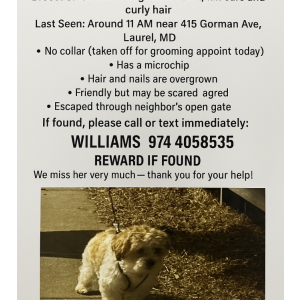 Lost Dog bailey