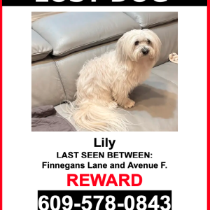 Image of Lily, Lost Dog