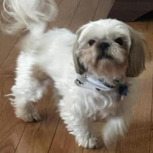 Image of Royal, Lost Dog