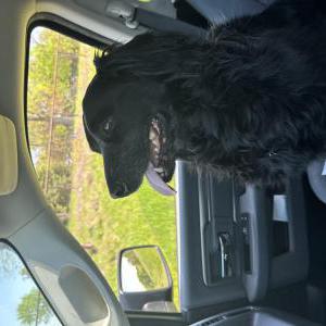 Image of NA, Found Dog
