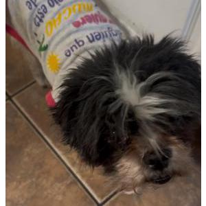 Image of Lola, Lost Dog