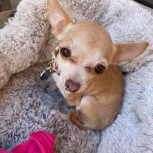 Image of Rudi, Lost Dog