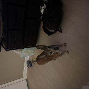 Lost Dog Edgar