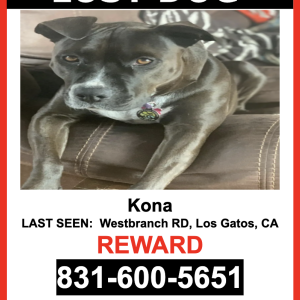 Lost Dog Kona
