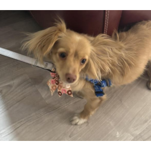 Image of Peggy, Lost Dog