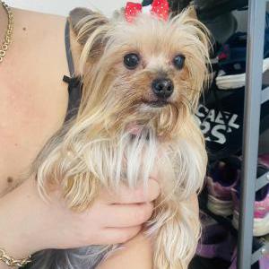 Image of Mia, Lost Dog