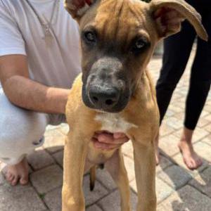 Image of Bear, Lost Dog