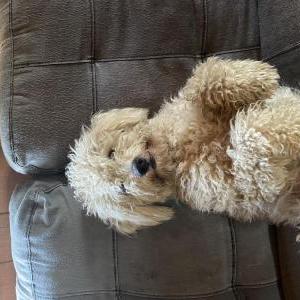 Lost Dog Max