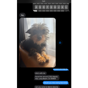 Image of Delilah, Lost Dog