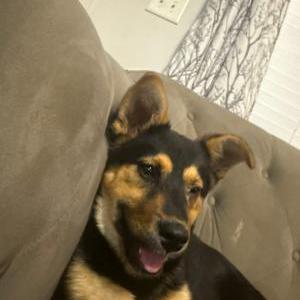 Lost Dog Phoenix