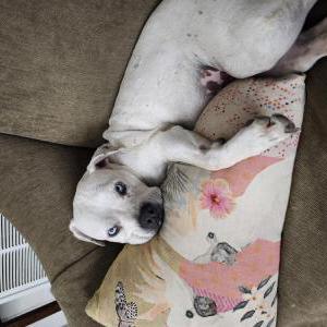 Image of Sugar, Lost Dog