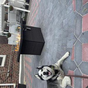Image of Wolf, Lost Dog