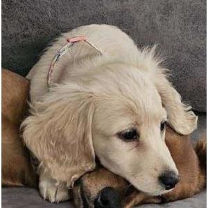 Lost Dog Leia