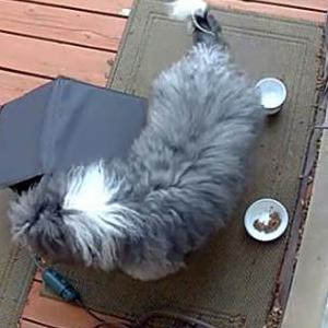Image of Unknown, Found Dog